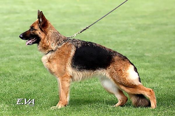 Akira von der Sulzbachwiese