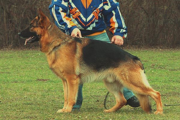 Iso vom Schloß Schubert