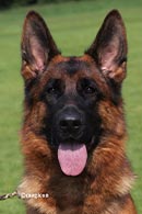 Ivy von der Sulzbachwiese Ivy von der Sulzbachwiese