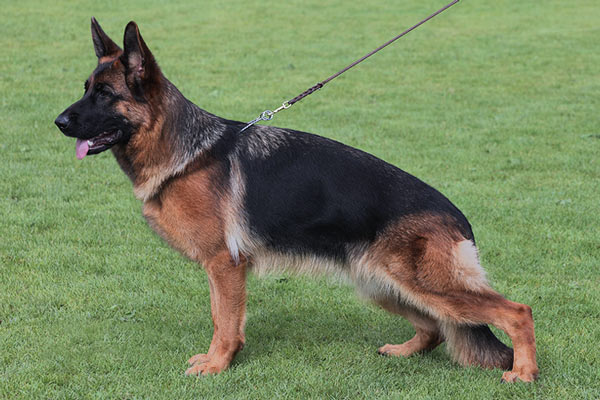 Ixy von der Sulzbachwiese Ixy von der Sulzbachwiese