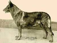 Horand von Grafrath Horand von Grafrath